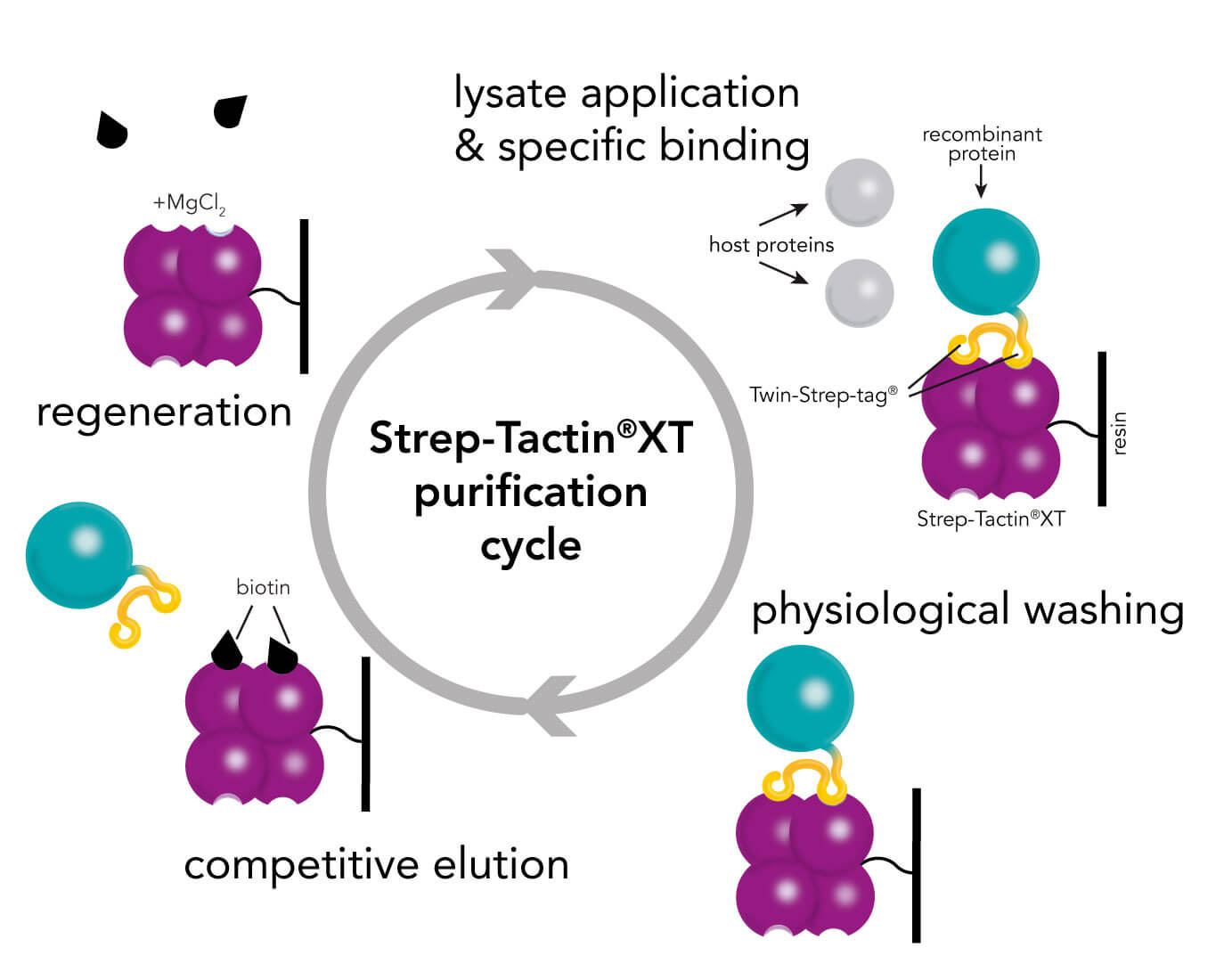 Strep-Tactin®XT protein purification cycle