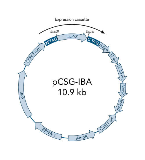 pCSG-IBA3 vector