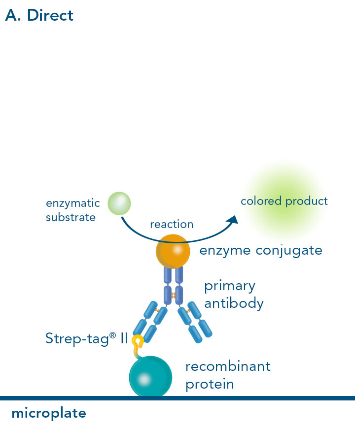 Direct  enzyme-linked immunosorbent assay with Strep-tag