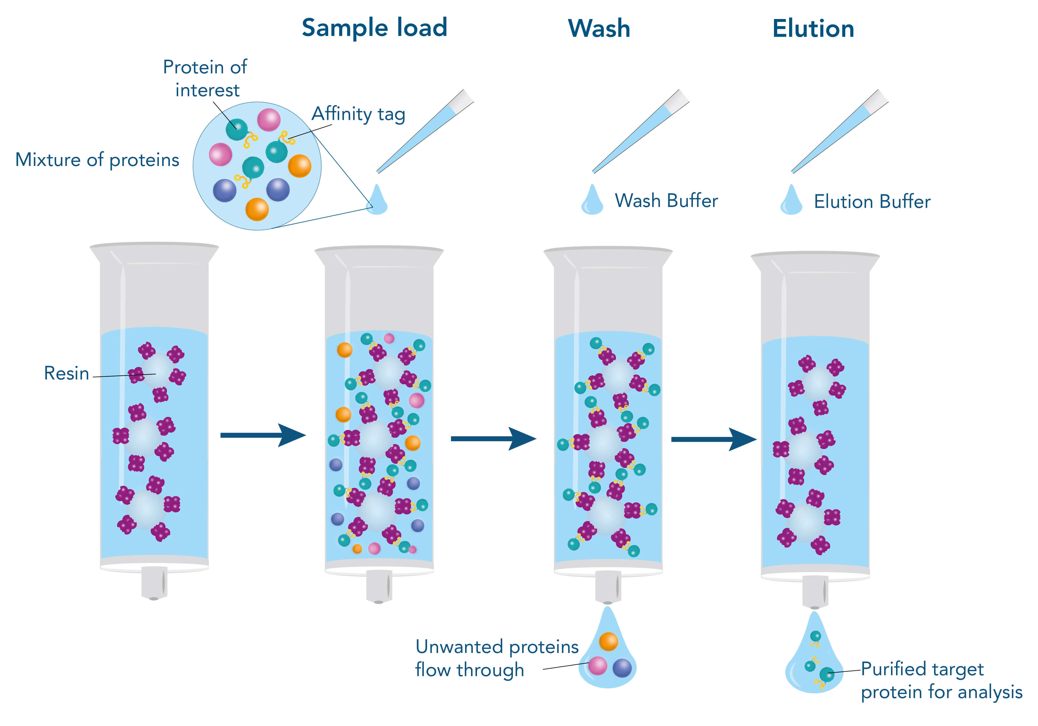 Affinity-based protein purification steps