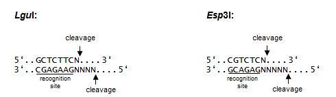 Type IIS enzymes LguI and Esp3I restriction enzymes