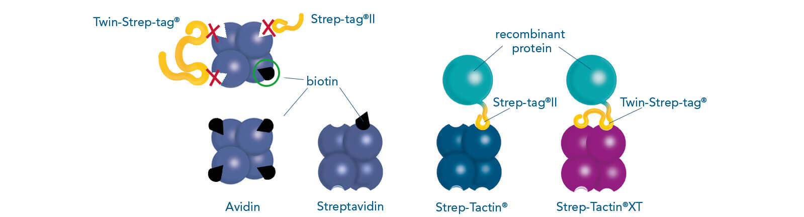 Binding patterns of Strep-tag®II, Twin-Strep-tag® and biotin 