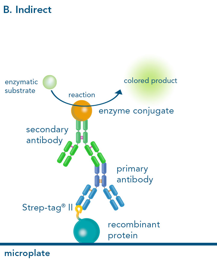 Indirect enzyme-linked immunosorbent assay with Strep-tag