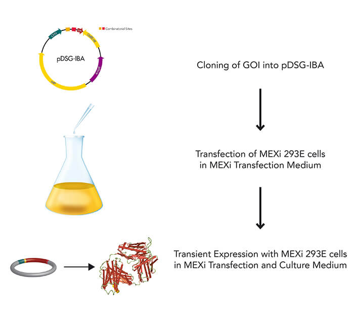 MEXi mammalian expression workflow