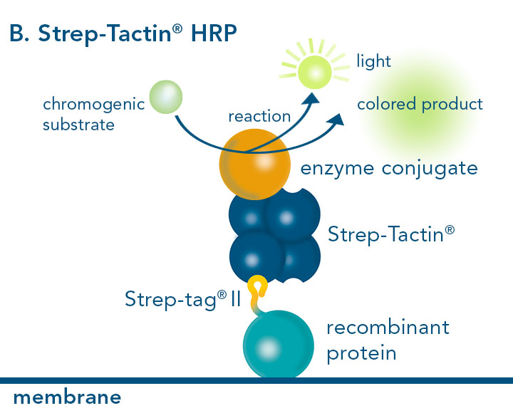 Horse-radish peroxidase conjugated to Strep-Tactin®