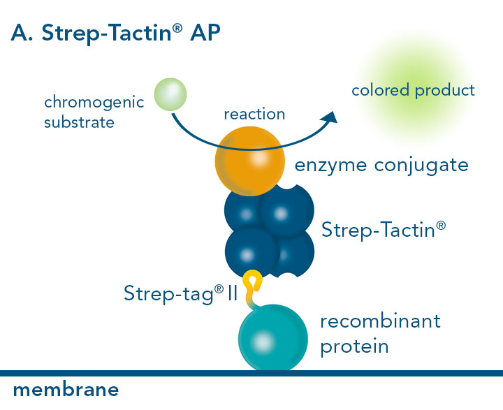 Alkaline phosphatase conjugated to Strep-Tactin® 