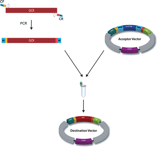 gene of interest can be directly inserted into the appropriate expression vector 