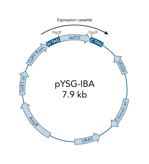 pYSG-IBA3 vector