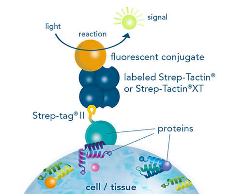 Immunohistochemistry/-cytochemistry using fluorescently labeled Strep-Tactin® 