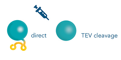 Strep-tag® cleavage from the antigen is possible prior to immunization