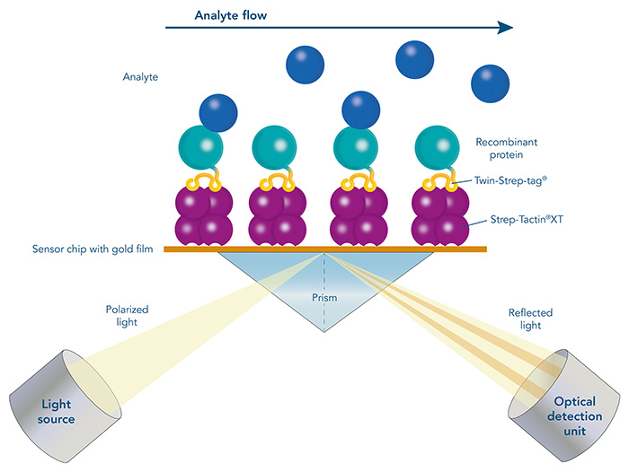 Surface plasmon resonance (SPR) with Strep-Tactin®XT coated sensor chips