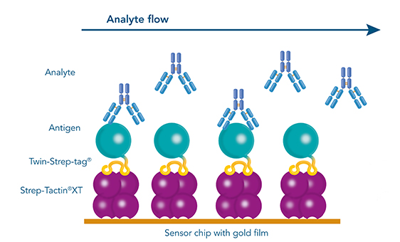 With SPR or BLI, high affinity antibody selection for antibody development is possible