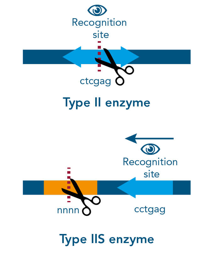 Different restriction enzyme types and its cleavage sites